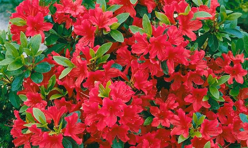 A. Geisha Red