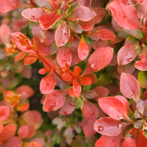 Berberis thunbergii 'Admiration' PBR berberys Thunberga 'Admiration'
