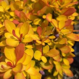 Berberis thunbergii 'Bonanza Gold' berberys Thunberga 'Bonanza Gold'