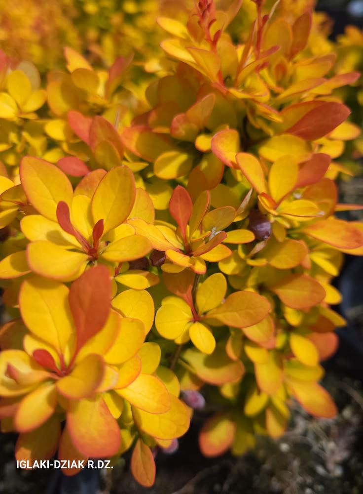 B. Bonanza Gold