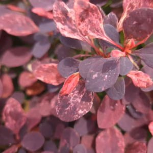 Berberis thunbergii 'Flamingo’ berberys Thunberga 'Flamingo’