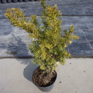 Taxus ×media 'Tymon' PBR cis pośredni 'Tymon'