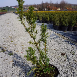 Taxus ×media 'Hillii’ cis pośredni 'Hillii’
