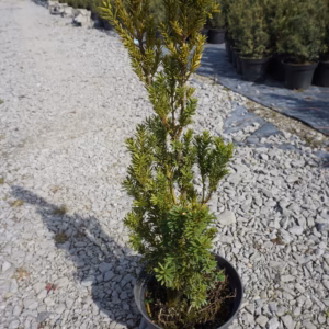Taxus ×media 'Hillii’ cis pośredni 'Hillii’