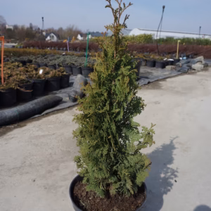 Thuja occidentalis 'Brobeck's Tower' żywotnik zachodni 'Brobeck's Tower'