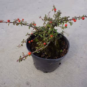 Cotoneaster radicans 'Eichholz' irga rozesłana 'Eichholz'