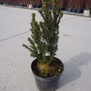 Taxus ×media 'Hillii' cis pośredni 'Hillii'