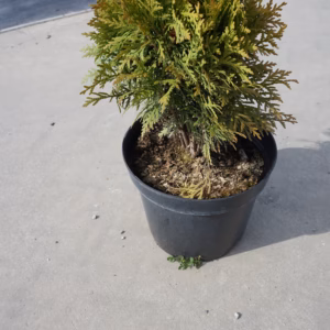 Thuja occidentalis 'Danica’ żywotnik zachodni 'Danica’