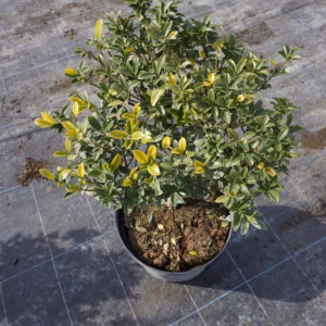 Ilex maximowicziana 'Kanehirae’ ostrokrzew Maximowicza 'Kanehirae’ forma prowadzona: kula