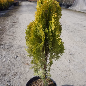 Thuja orientalis 'Aurea Nana' żywotnik wschodni 'Aurea Nana'