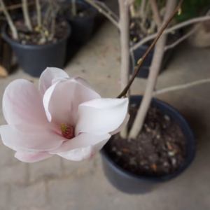Magnolia denudata 'Fragrant Cloud' magnolia naga 'Fragrant Cloud'