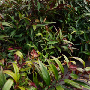 Leucothoe keiskei 'Burning Love' kiścień japoński 'Burning Love'