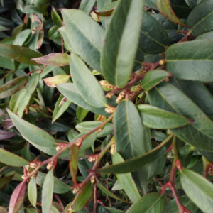 Leucothoe keiskei 'Royal Ruby' kiścień japoński 'Royal Ruby'