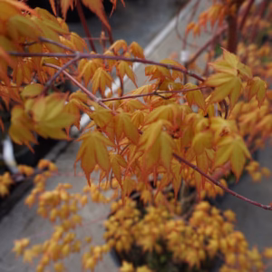 Acer palmatum 'Katsura’ klon palmowy 'Katsura’