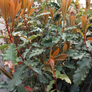 Photinia serratifolia 'Crunchy' PBR głogownik czekoladowy 'Crunchy'