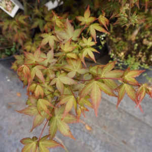 Acer palmatum 'Little Princess' klon palmowy 'Little Princess'