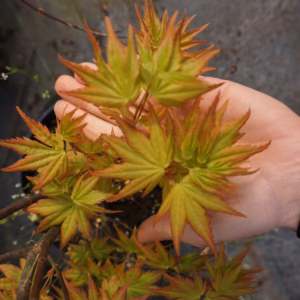 Acer palmatum 'Orange Dream' klon palmowy 'Orange Dream'