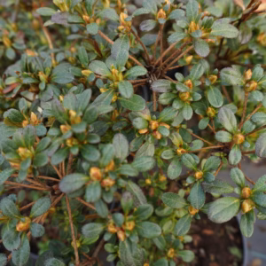 Azalea japonica 'Anne Frank' azalia japońska 'Anne Frank'
