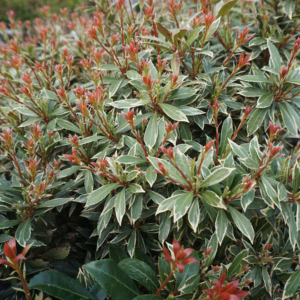 Pieris japonica 'Little Heath' pieris japoński 'Little Heath'