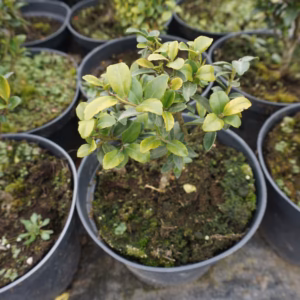 Ilex maximowicziana 'Kanehirae' ostrokrzew Maximowicza 'Kanehirae'