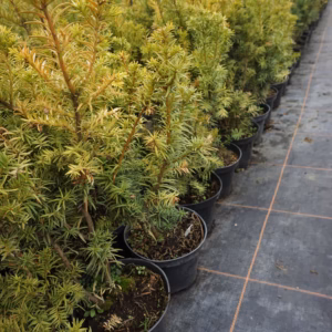 Taxus ×media 'Tymon' PBR cis pośredni 'Tymon'
