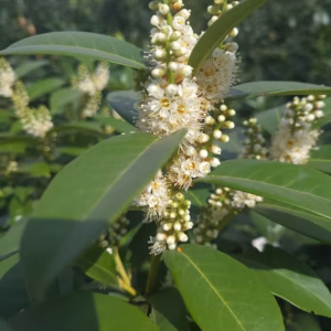 Prunus laurocerasus 'Elly’ PBR laurowiśnia wschodnia 'Elly’