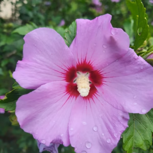 Hibiscus syriacus 'Maike’ ketmia syryjska 'Maike’