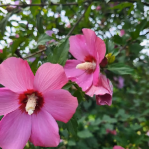 Hibiscus syriacus 'Woodbridge’ ketmia syryjska 'Woodbrigde’