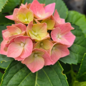 Hydrangea macrophylla hortensja ogrodowa MIX C3 3l