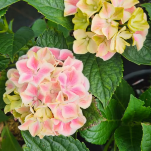 Hydrangea macrophylla hortensja ogrodowa MIX C5 5l