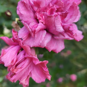 Hibiscus syriacus 'Duc de Brabant' ketmia syryjska 'Duc de Brabant'