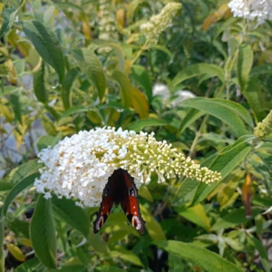 Buddleja davidii 'Dreaming White' Budleja Davida 'Dreaming White'