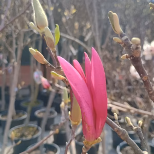 Magnolia 'Susan' magnolia 'Susan'
