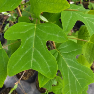 Liriodendron tulipifera tulipanowiec amerykański