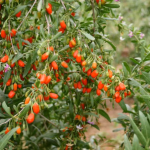 Lycium barbarum 'Liitle Goji' Kolcowój pospolity 'Little Goji' / jagody goji