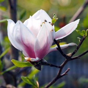 Magnolia ×soulangeana 'Alexandrina' magnolia Soulange'a 'Alexandrina'