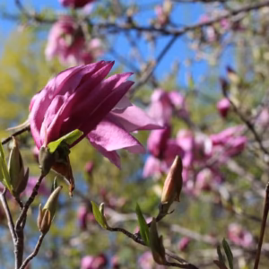 Magnolia 'Betty' magnolia 'Betty'