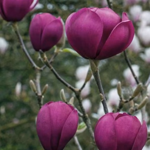 Magnolia 'Black Tulip’ PBR magnolia 'Black Tulip’