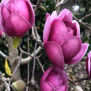 Magnolia 'Black Tulip' PBR magnolia 'Black Tulip'