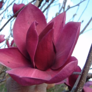 Magnolia 'Cleopatra' PBR magnolia 'Cleopatra'