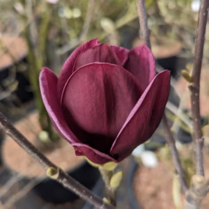 Magnolia 'Genie’ PBR magnolia 'Genie’
