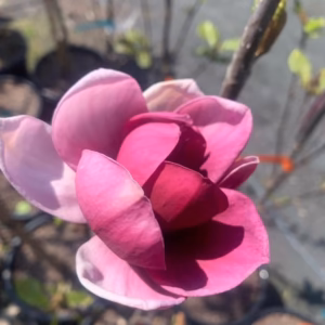Magnolia 'Genie' PBR magnolia 'Genie'