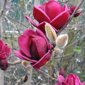 Magnolia 'Genie’ PBR magnolia 'Genie’