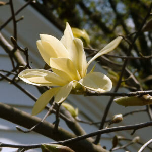 Magnolia 'Gold Star' magnolia 'Gold Star'