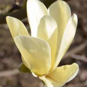 Magnolia 'Golden Dream’ PBR magnolia 'Golden Dream’