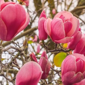 Magnolia ×soulangeana 'Lennei' magnolia Soulange'a 'Lennei'