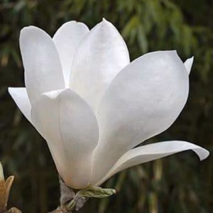 Magnolia ×soulangeana 'Lennei Alba' magnolia Soulange'a 'Lennei Alba'