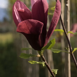 Magnolia liliiflora 'Nigra' magnolia purpurowa 'Nigra'