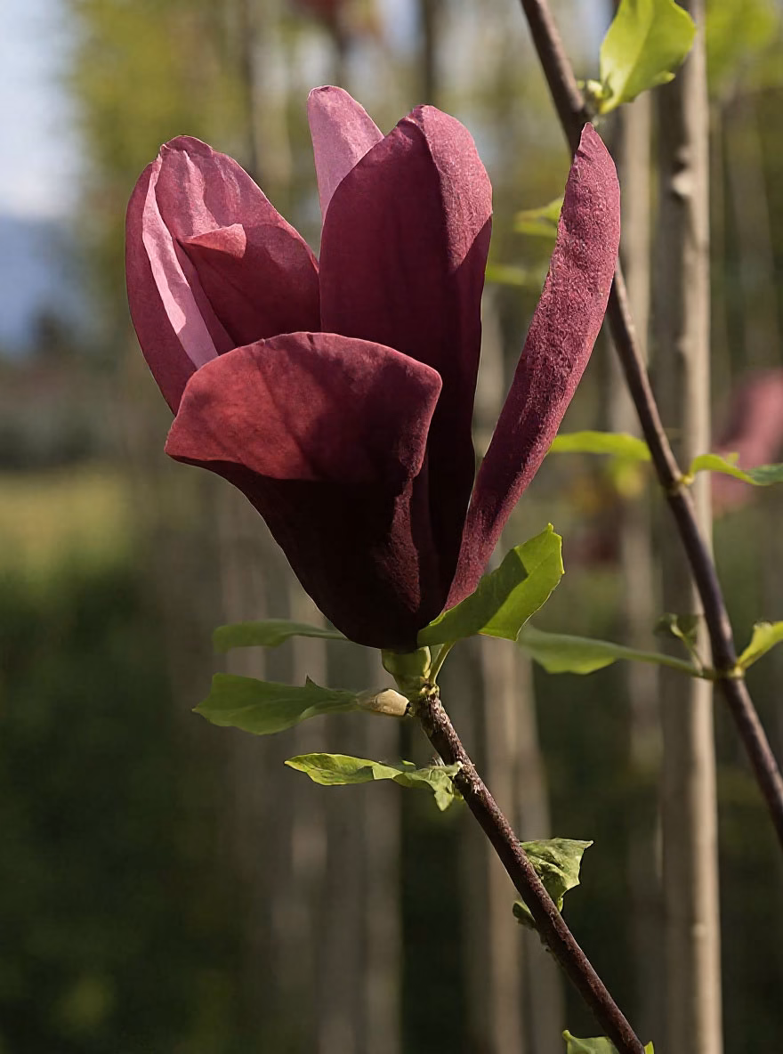 M. Nigra