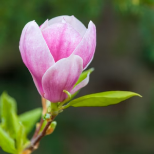 Magnolia ×soulangeana 'Picture' magnolia Soulange'a 'Picture'